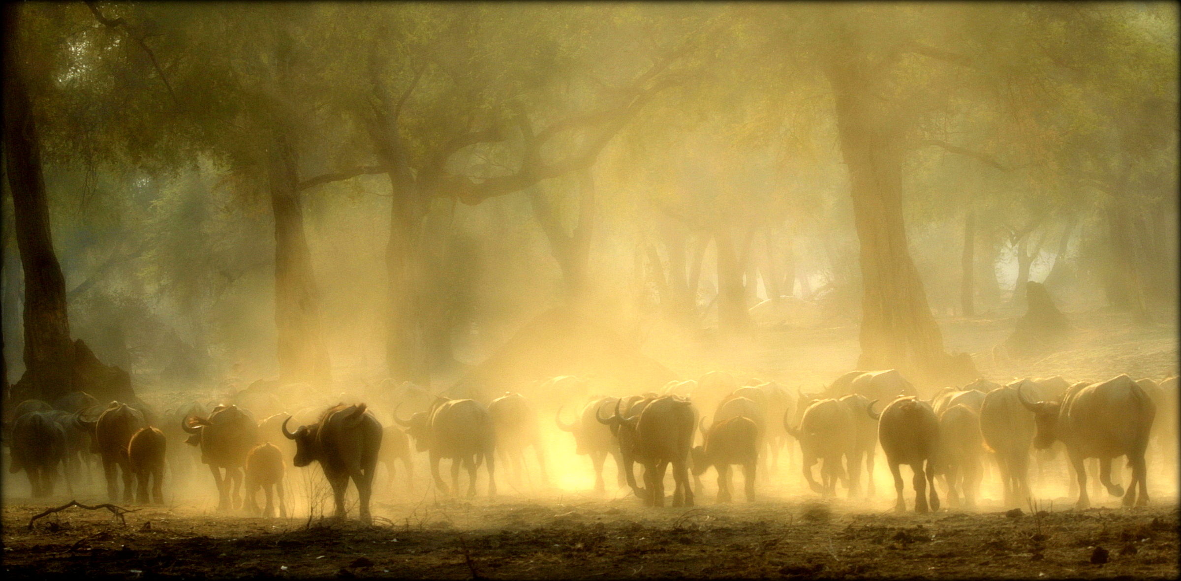 Stretch Ferreira Safaris – Goliath Luxury Camp